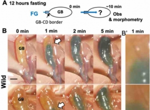 快速绿FCF在成年小鼠和中型哺乳动物中作为可见胆管造影剂的广泛应用