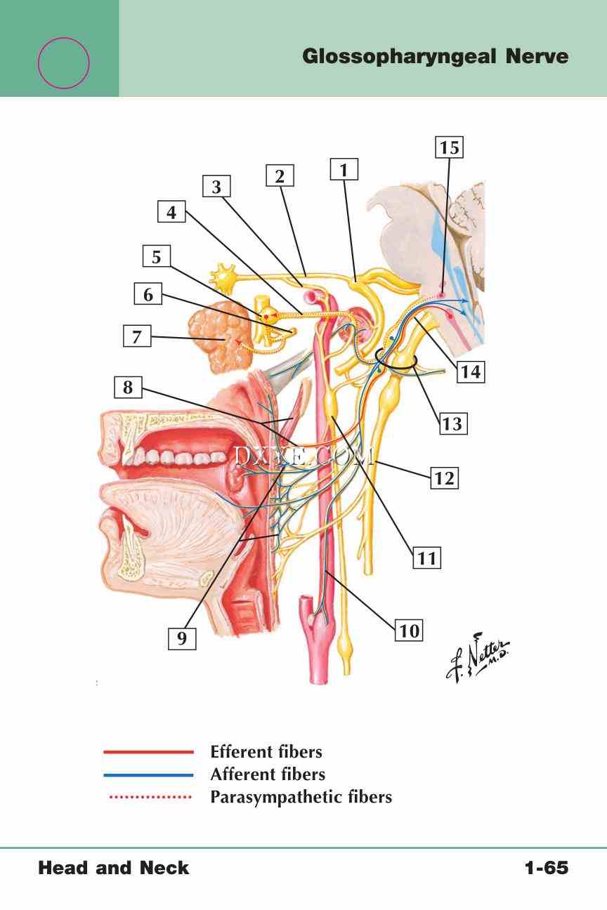 Netter's Anatomy Flash Cards, 4th Edition_137.jpg