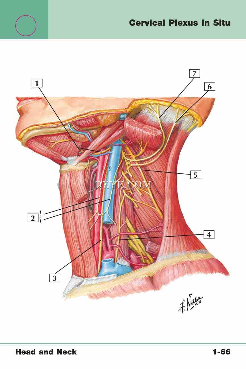 Netter's Anatomy Flash Cards, 4th Edition_139.jpg