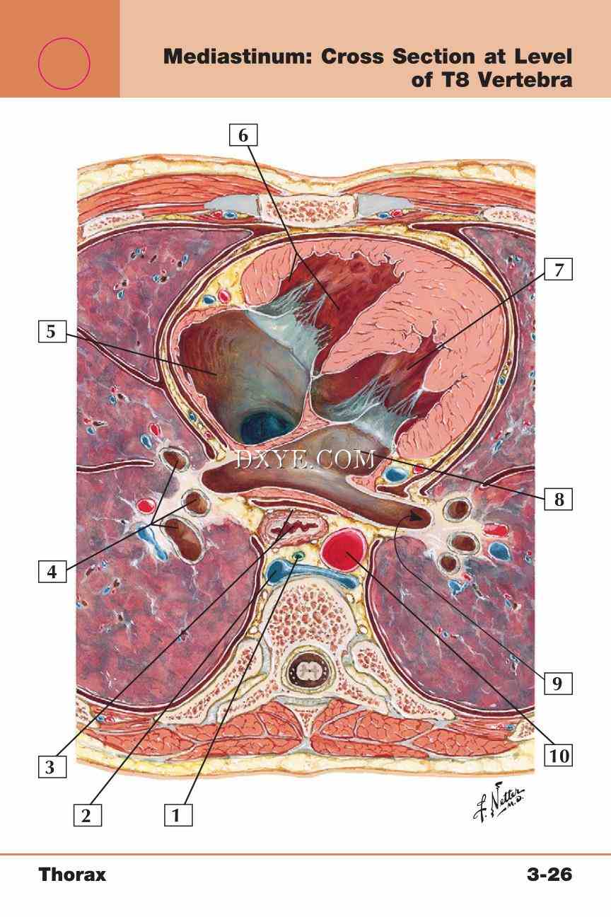 Netter's Anatomy Flash Cards, 4th Edition_273.jpg