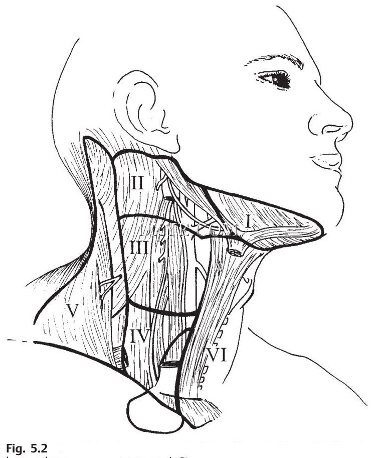 耳鼻咽喉头颈外科手册「图解」7-5-头和颈- 耳鼻咽喉头颈外科专业讨论版 