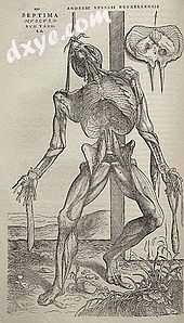 Vesalius's 1543 De humani corporis fabrica contained intricately detailed drawings of human dissecti ...