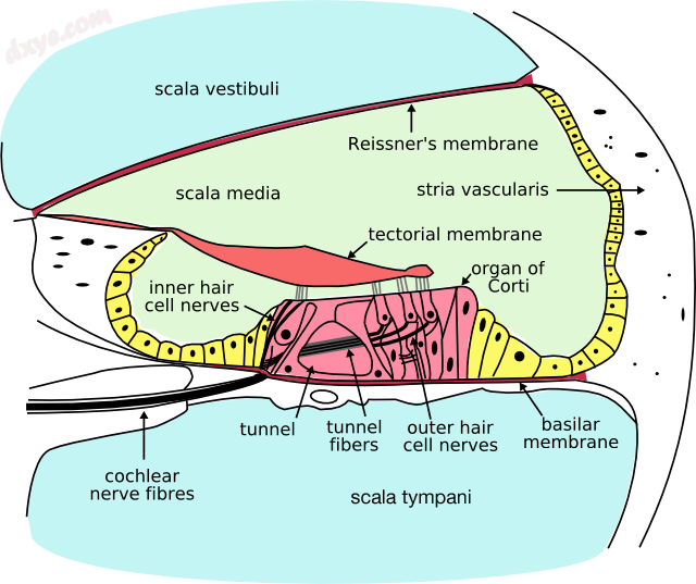 Cross-section of the 耳蜗. The inner 含气小房 are located at the termination.png