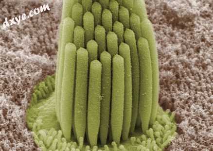 Stereocilia of frog inner ear.jpg