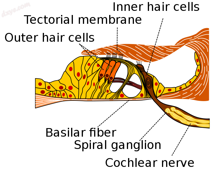 Schematic anatomy of the 螺旋器, the Hensen&#039;s cells form part of th.png