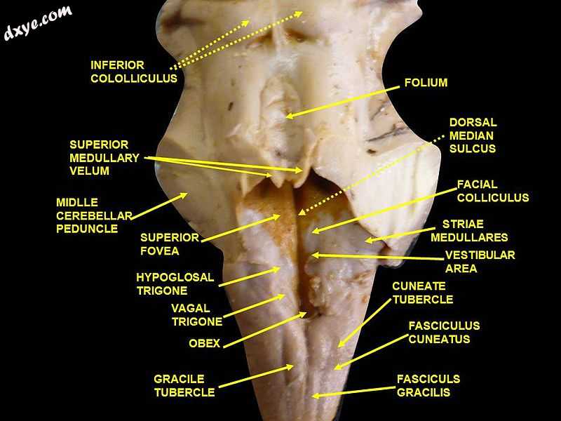 第四脑室. Posterior view. Deep dissection..jpg