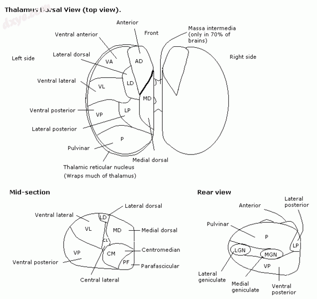 Dorsal view.gif