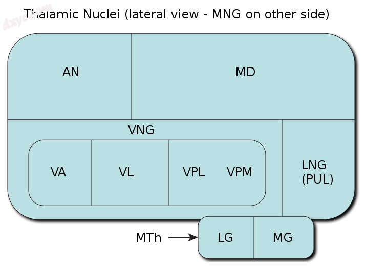 Thalamic nuclei. Meta丘脑 labelled MTh.png