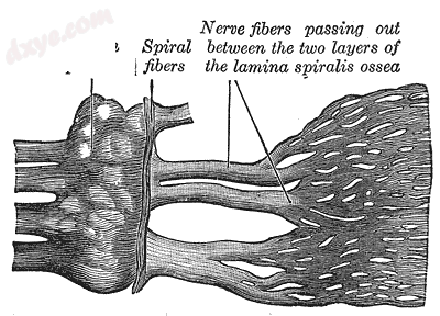 Part of the 耳蜗 division of the acoustic nerve, highly magnified..png