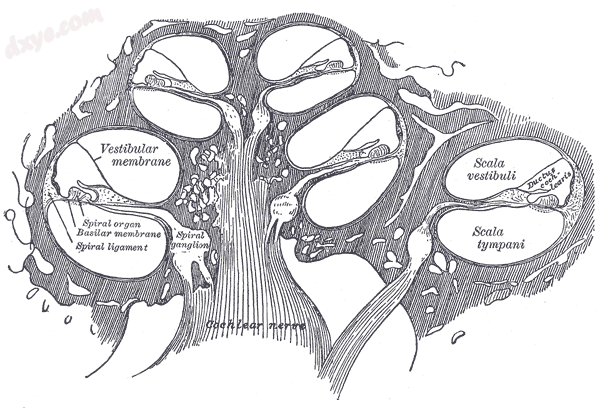 Diagrammatic longitudinal section of the 耳蜗.png