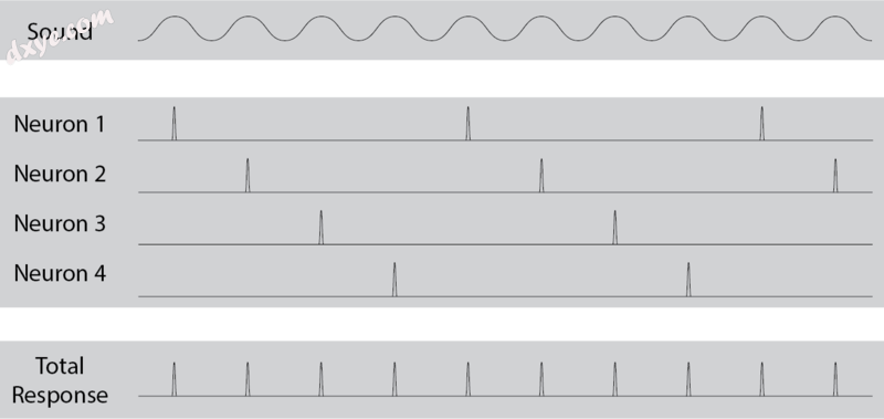 Volley Theory of Hearing demonstrated by four neurons firing at a phase-locked f.png