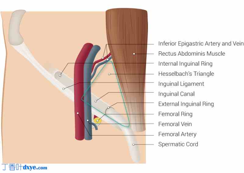 解剖学、腹部和骨盆：腹股沟区（腹股沟管）
