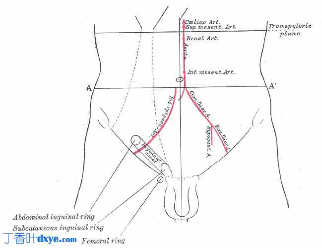 解剖学、腹部和骨盆：腹股沟区（腹股沟管）