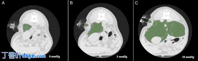 犬腹膜后腹腔镜手术：进入技术、工作空间和手术解剖