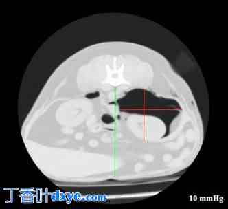 犬腹膜后腹腔镜手术：进入技术、工作空间和手术解剖